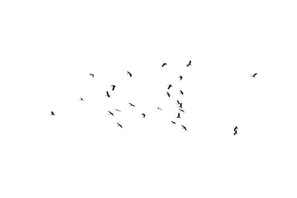 Photo of Flock of birds on a white background. For design. Flock of birds isolated on a white background. Clipping path.