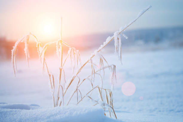 istock Winter blur background. Plant covered with snow. 905964488