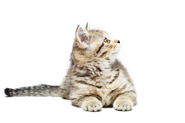 istock Scottish Straight  kitten lying isolated on white background 905969658