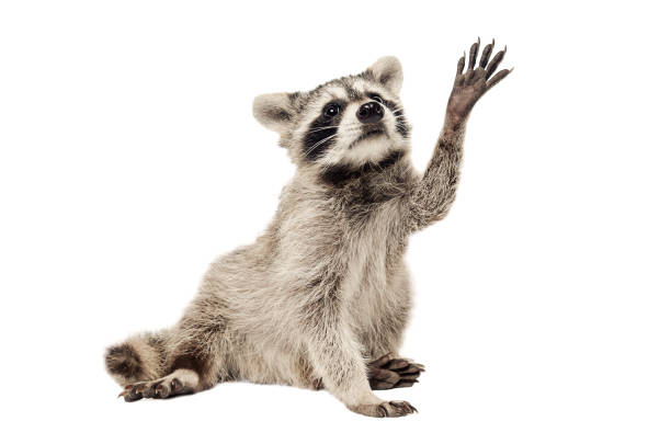 istock Raccoon with paw raised up 905969670