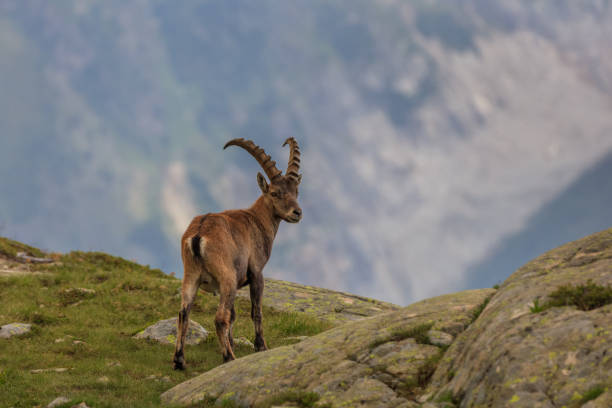 istock Ibex, Range of Mont Blanc, France 905969706