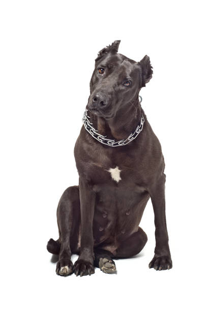 istock Staffordshire terrier  interestedly looks in a  camera 905969722