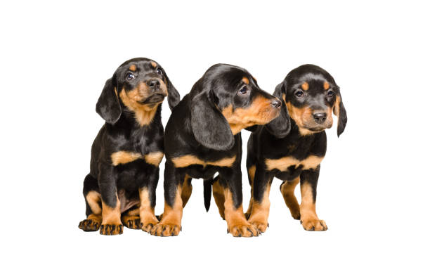istock Three puppy breed Slovakian Hund 905969762