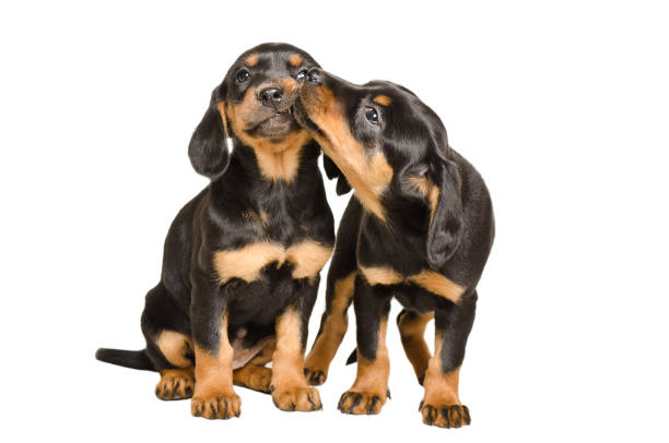 Two cute puppy breed Slovakian Hund playing together stock photo