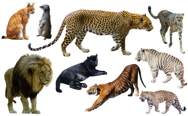 istock Set of wild mammals isolated over white 905974128