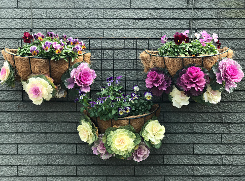 Decorated hanging flower pot of ornamental cabbage and pansy on ceramic tile wall