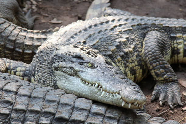 istock salt crocodile on canal. 905982548