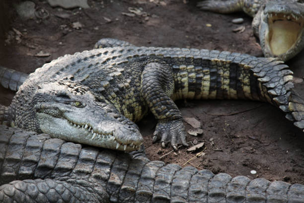 istock salt crocodile on canal. 905982648