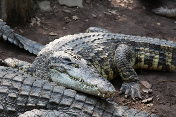 istock salt crocodile on canal. 905982656
