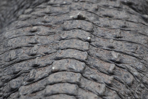 istock skin salt crocodile. 905983048