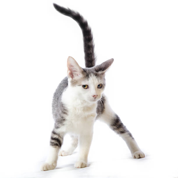 istock A cute striped white and gray tabby kitten with her tail up isolated on a white background. 905984146