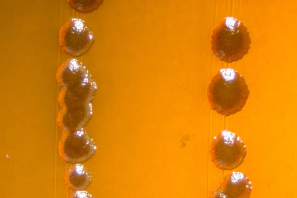 Colony Characteristics of Escherichia coli (E. coli) is a Gram-negative, facultatively anaerobic, rod-shaped, coliform bacterium of the genus Escherichia that is commonly found in the lower intestine of warm-blooded organisms (endotherms) of microbiology for education in Lab. colonias características de escherichia coli (e. coli) es una bacteria gram negativa, facultativamente anaerobia, en forma de barra, coliforme del género escherichia que se encuentra comúnmente en el intestino más bajo de los organismos de sangre caliente (los endotherms) de microbiología