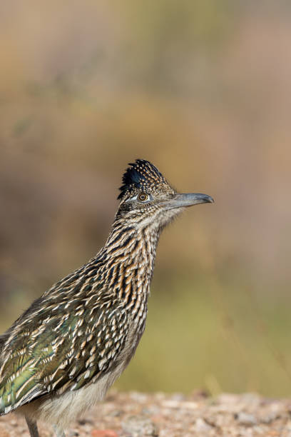 istock Roadrunner in the Desert 905988464