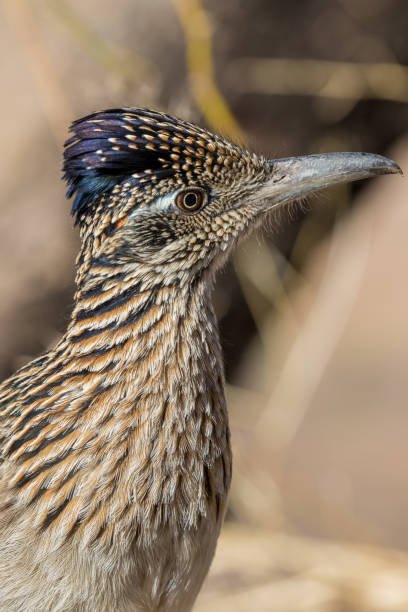 istock Roadrunner in the Desert 905988728