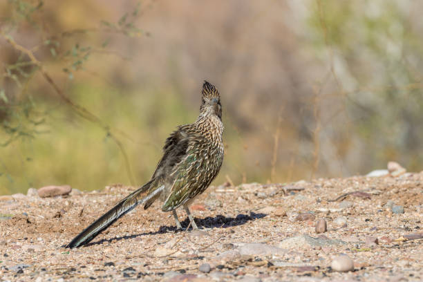 istock Roadrunner in the Desert 905988732
