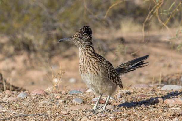 istock Roadrunner in the Desert 905988770