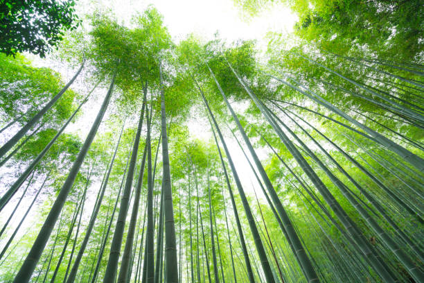 istock Bamboo going to the sky at Bamboo Forest, Kyoto, Japan 905989582