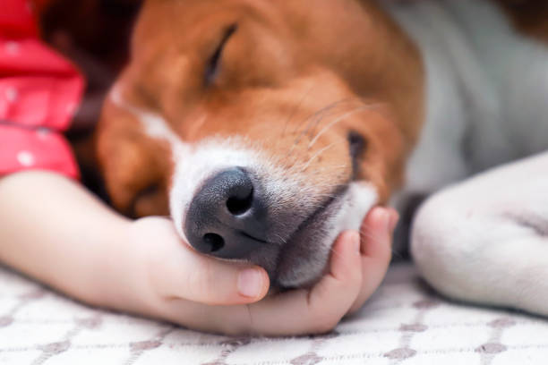 istock A child holding a dog's head, close up. 905990060