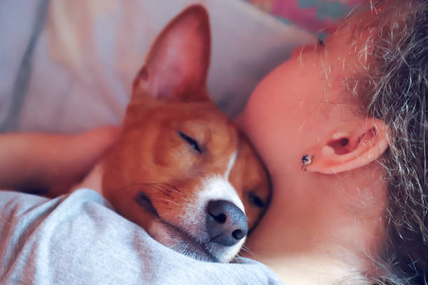 la niña abraza el perro basenji, tonificado, cerrar. - vet dog teenager puppy fotografías e imágenes de stock