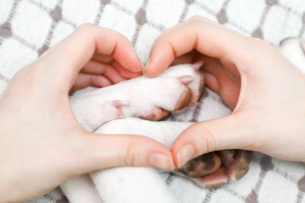 una chica haciendo corazón del gesto de sus manos en el perro las patas a fondo. - vet dog teenager puppy fotografías e imágenes de stock