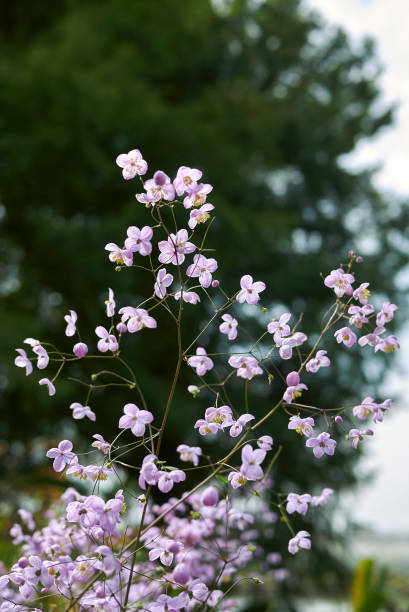 thalictrum rochebrunianum - thalictrum rochebrunianum foto e immagini stock