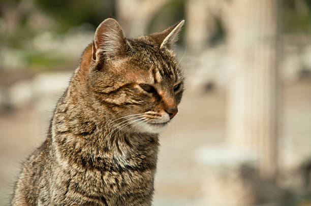 istock Domestic and Wild Cat 905993126