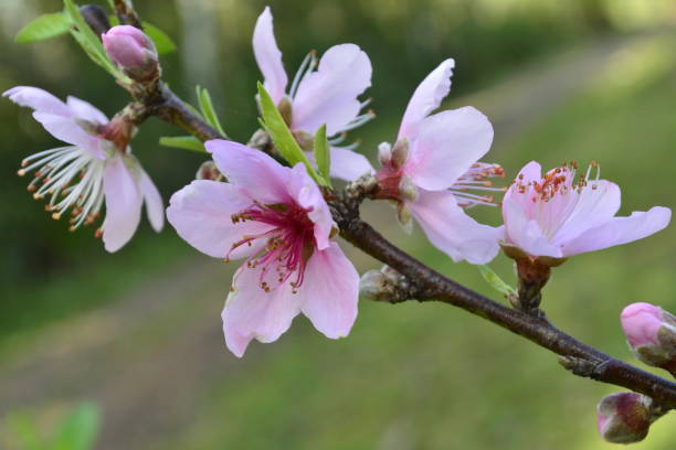 istock Beautiful flower of peach tree 905997530