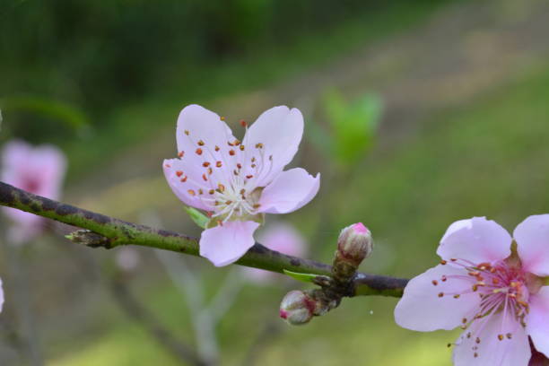 istock Beautiful flower of peach tree 905997556