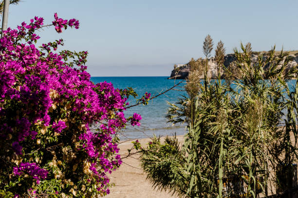 istock Peschici San Nicola Bay 905997804
