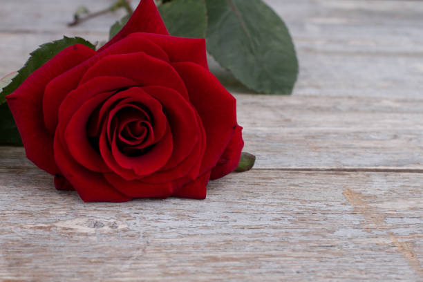 istock Close up red rose on wooden background. 905998076