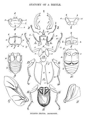 Anatomy of a beetle - Scanned 1876 Engraving