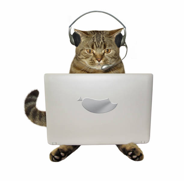 istock Cat in headphones with a laptop 905998618
