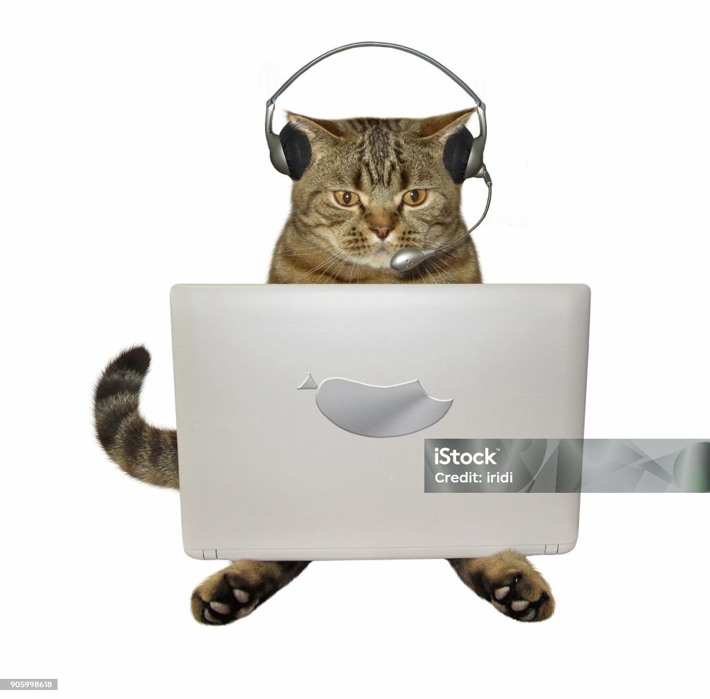 Cat in headphones with a laptop The cat in headphones is sitting in front of his laptop. White background. Domestic Cat Stock Photo