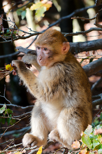 Single barbary ape in a wild forest