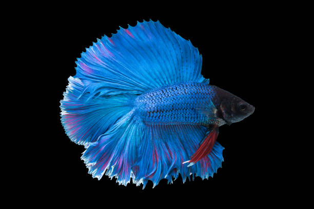 istock beautiful betta splendens isolated on black background 906001180