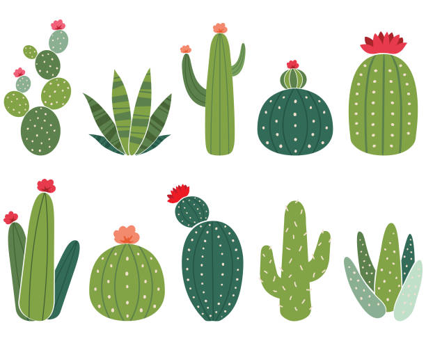 ilustraciones, imágenes clip art, dibujos animados e iconos de stock de conjunto de elementos de cactus - cacus