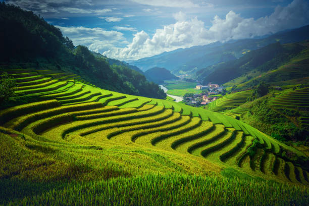 istock Rice fields on terraced with pine tree at sunrise in Mu Cang Chai, YenBai, Vietnam. 906016534