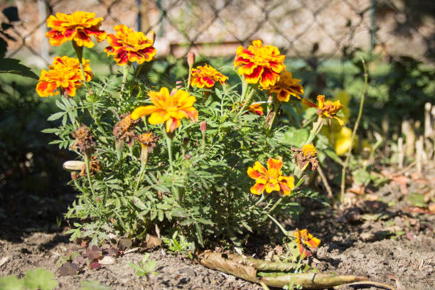 istock Marigold (Tagetes) in the sunshine 906017128