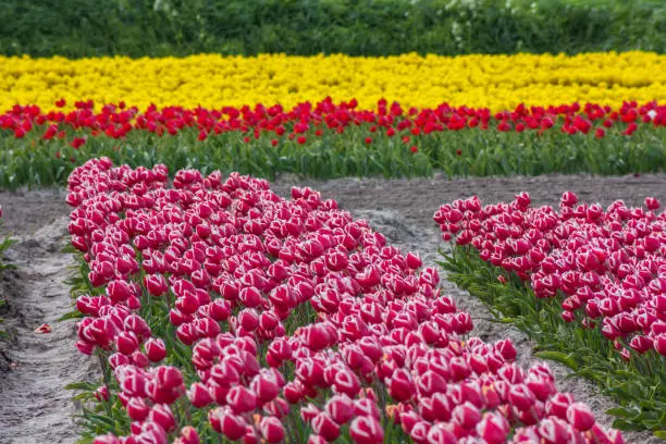 Photo of blooming dutch spring tulip field