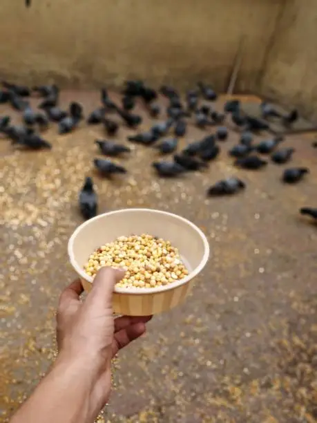 Pigeons feeding in Mumbai