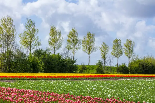 Photo of blooming dutch spring tulip field