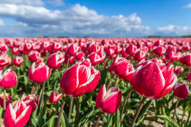 Photo of blooming dutch spring tulip field closeup