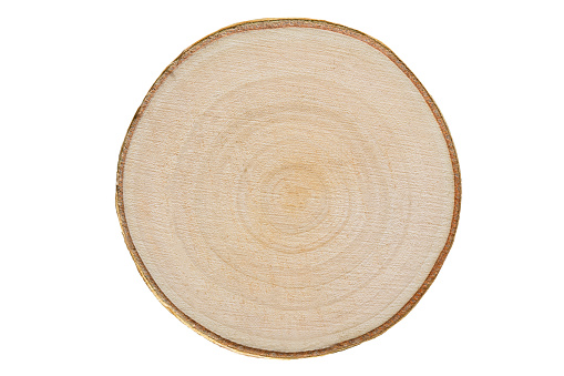 Young birch wood, cross section on white