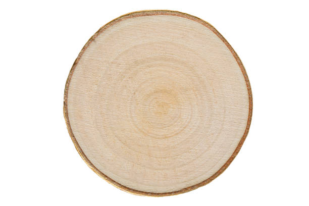 young birch wood, cross section on white - bark tree cross section wood imagens e fotografias de stock