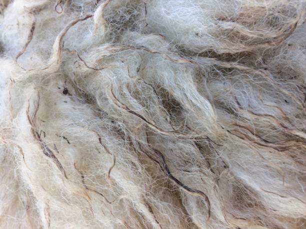 istock The wool of the white sheep are soiled with small clay. 906024990