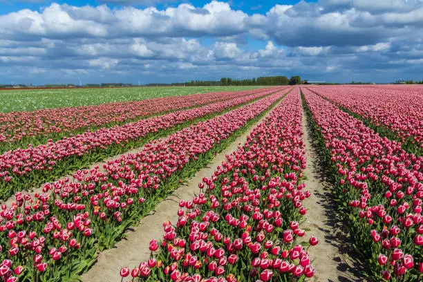 Photo of blooming dutch spring tulip fields