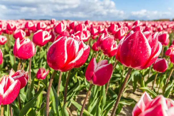Photo of blooming dutch spring tulip field