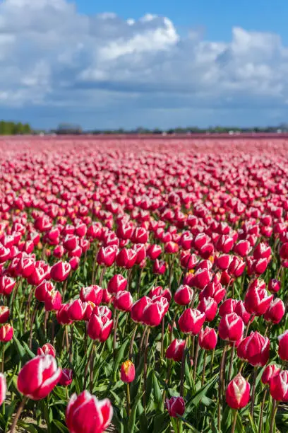 Photo of blooming dutch spring tulip fields