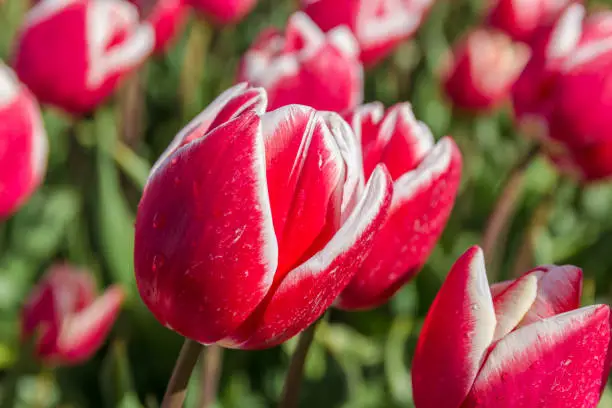 Photo of closeuo of lovely dutch tulips growing in spring field