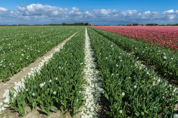 Photo of blooming spring flowers in Dutch fields